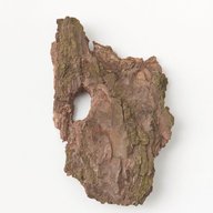 Soapbark tree