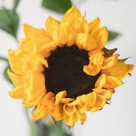 Sunflower seed oil